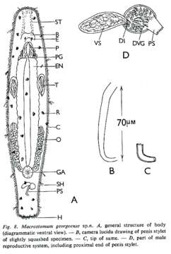 Image of Macrostomum georgeense Young 1976