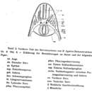 Image of Macrostomum hystrix Ørsted 1843