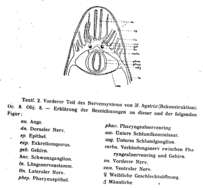 Image of Macrostomum hystrix Ørsted 1843