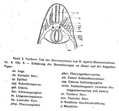 Image of Macrostomum hystrix Ørsted 1843