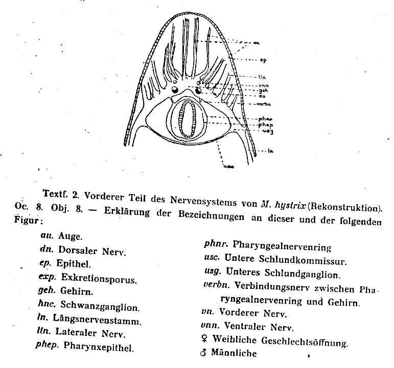 Image of Macrostomum hystrix Ørsted 1843