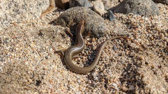 Image of Gilbert's Skink