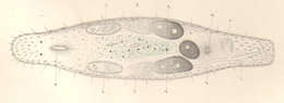 Image of Macrostomum hystrix Ørsted 1843