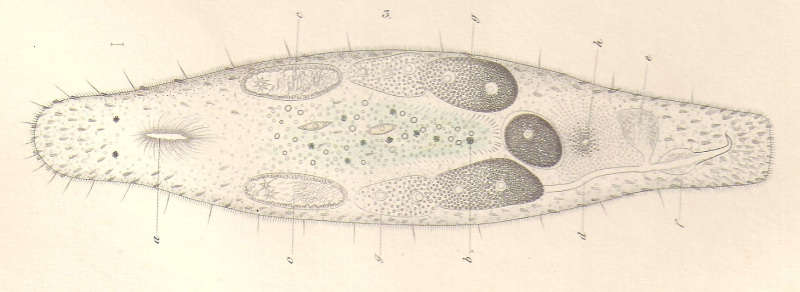 Image of Macrostomum hystrix Ørsted 1843