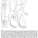 Image of Macrostomum johni Young 1972