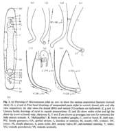 Image of Macrostomum johni Young 1972