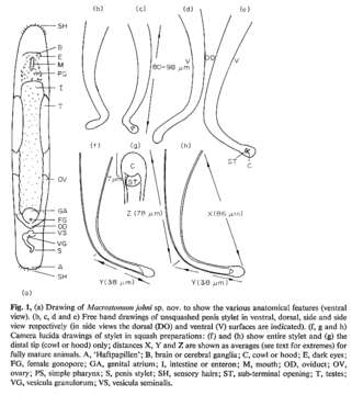 Image of Macrostomum johni Young 1972