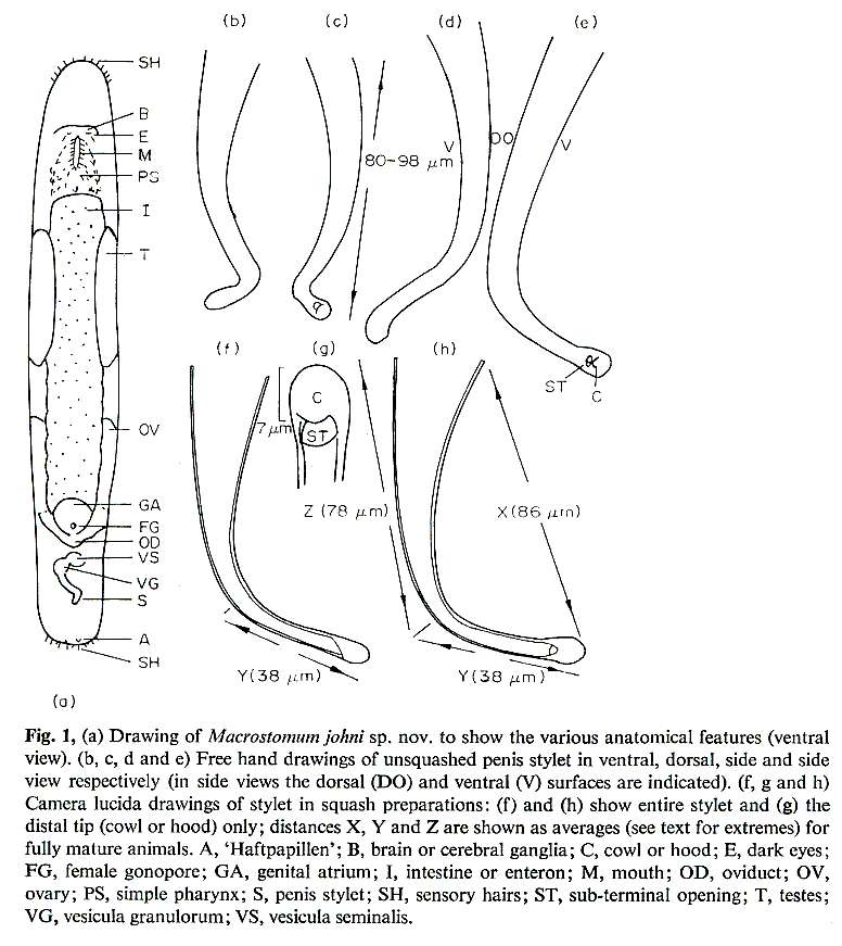 Image of Macrostomum johni Young 1972