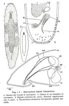 Image of Macrostomum lutheri Beklemischev 1927