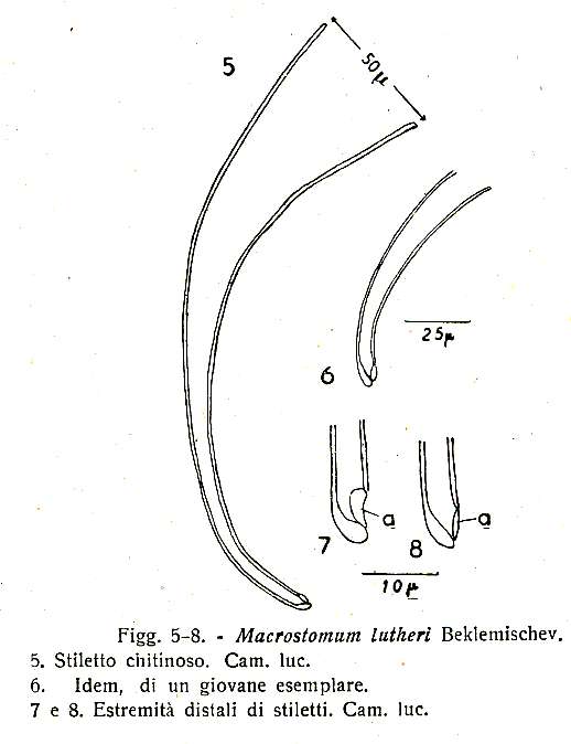 Image of Macrostomum lutheri Beklemischev 1927