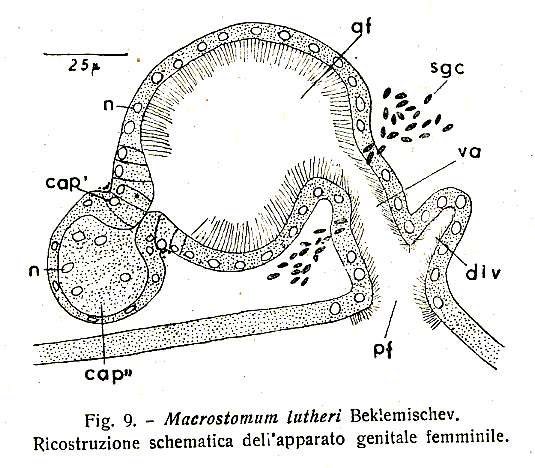 Image of Macrostomum lutheri Beklemischev 1927