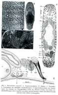 Sivun Macrostomum majesticis Schmidt & Sopott-Ehlers 1976 kuva