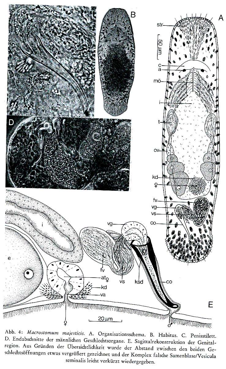 Sivun Macrostomum majesticis Schmidt & Sopott-Ehlers 1976 kuva