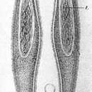 Image of Macrostomum megalogastricum Pereyaslawzewa 1892