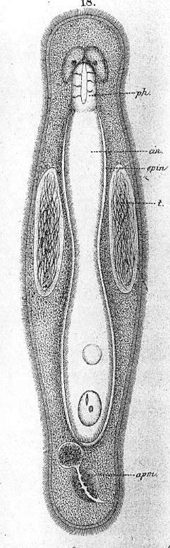 Image of Macrostomum megalogastricum Pereyaslawzewa 1892