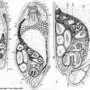 Sivun Archaphanostoma agile (Jensen 1878) kuva