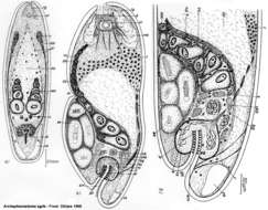 Plancia ëd Isodiametridae
