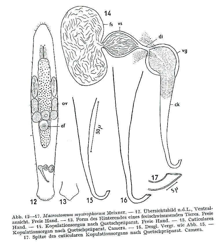 Image of Macrostomum mystrophorum Meixner 1926