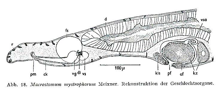 Image of Macrostomum mystrophorum Meixner 1926