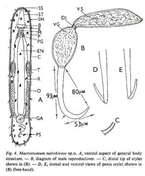 Image of Macrostomum nairobiense Young 1976