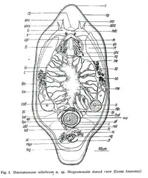 Image of Macrostomum niloticum Beltagi 1972