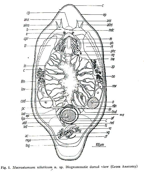 Image of Macrostomum niloticum Beltagi 1972