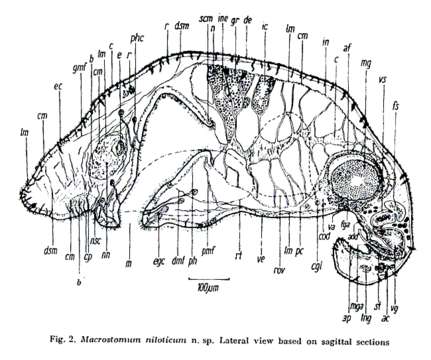 Image of Macrostomum niloticum Beltagi 1972