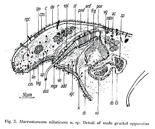 Image of Macrostomum niloticum Beltagi 1972