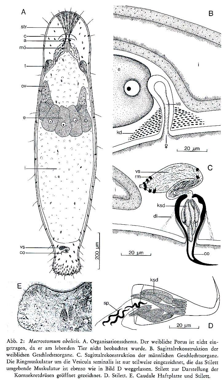 Image of Macrostomum obelicis Schmidt & Sopott-Ehlers 1976