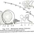 Image of Macrostomum obtusum Vejdovsky 1895