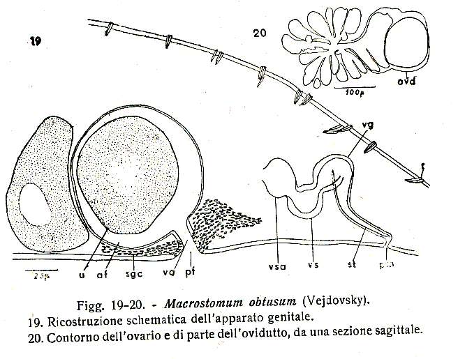 Image of Macrostomum obtusum Vejdovsky 1895