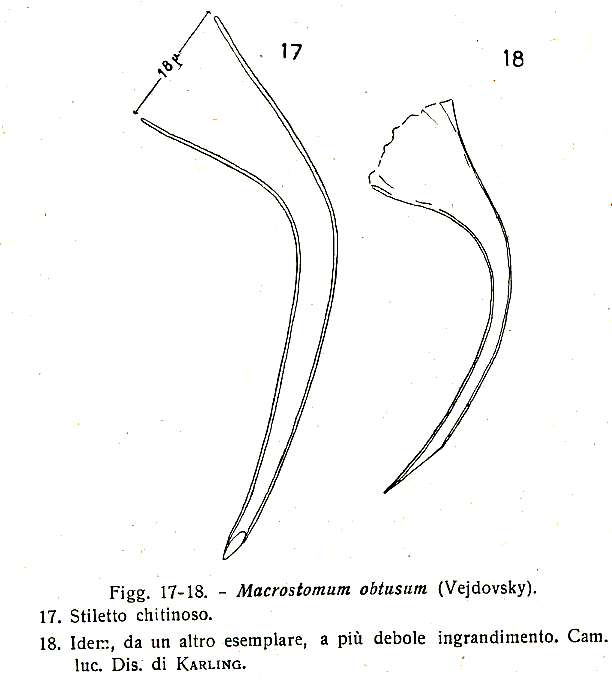 Image of Macrostomum obtusum Vejdovsky 1895