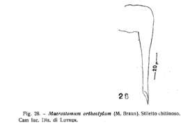 Image of Macrostomum orthostylum Braun 1885