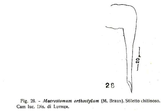 Image of Macrostomum orthostylum Braun 1885