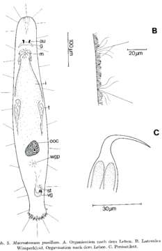 Image of Archimacrostomum