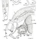 Image of Macrostomum retortum Papi 1951