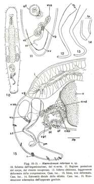 Image of Macrostomum retortum Papi 1951