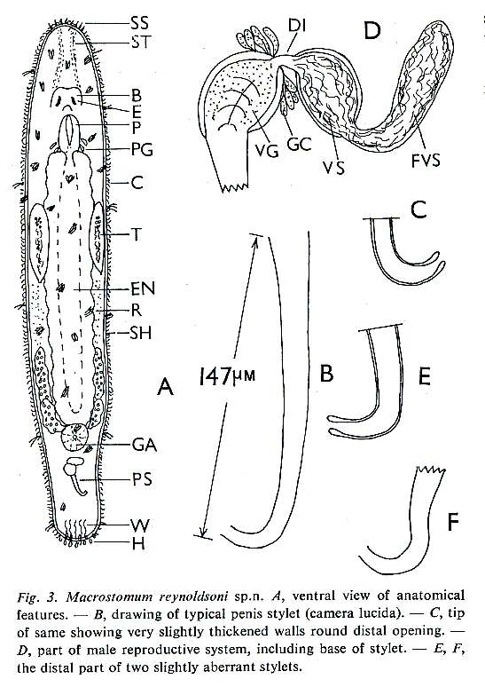 Image of Macrostomum reynoldsoni Young 1976