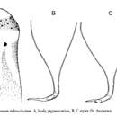 Image de Archimacrostomum rubrocinctum (Ax 1951) Faubel & Warwick 2005