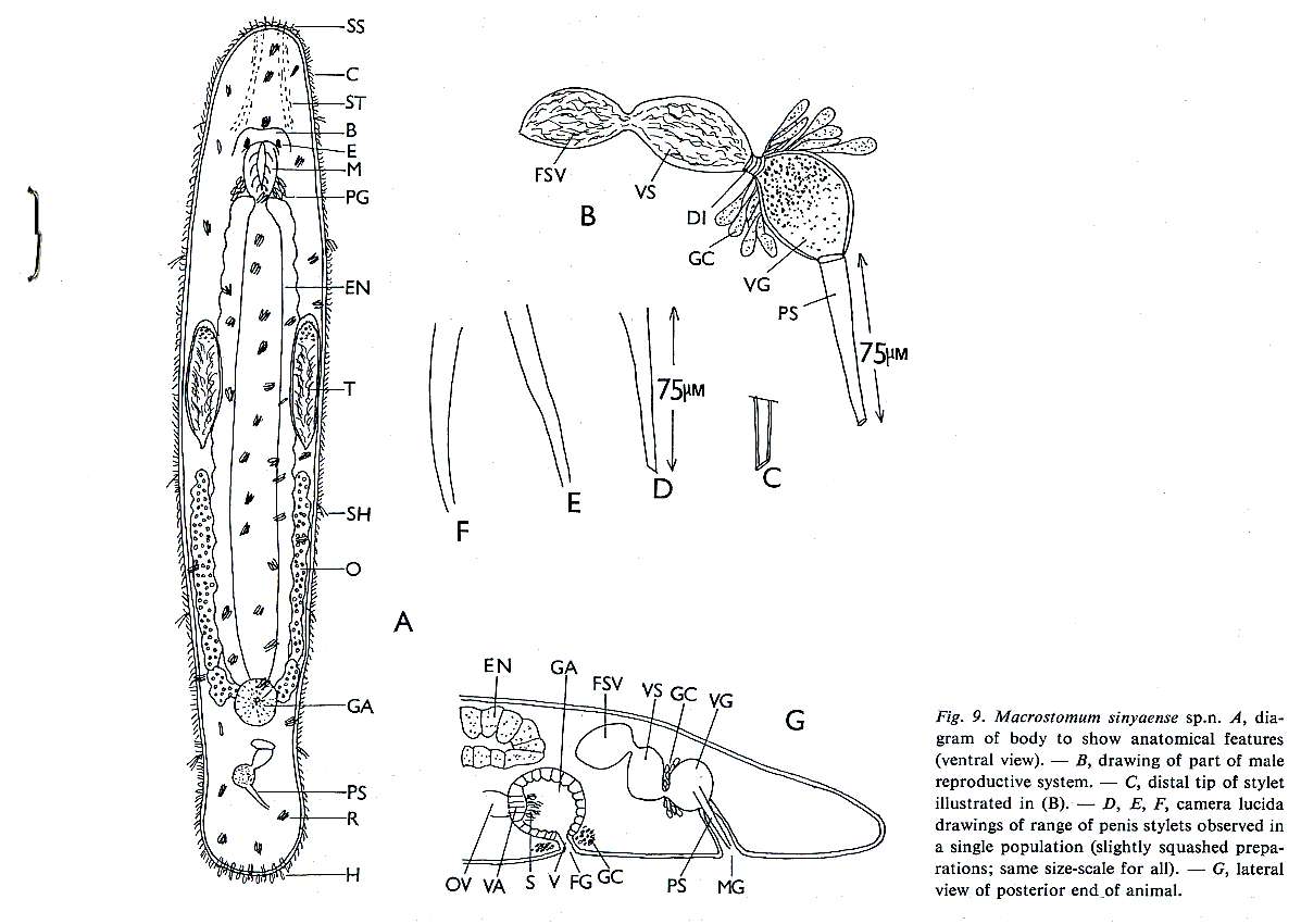 Image of Macrostomum sinyaense Young 1976