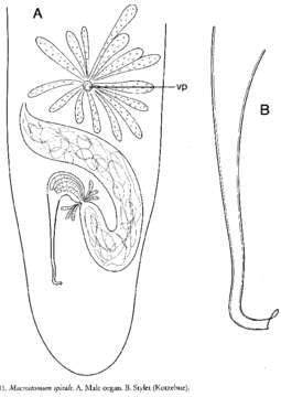 Image of Macrostomum balticum Luther 1947