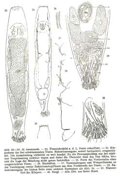 Image of Macrostomum tenuicauda Luther 1947