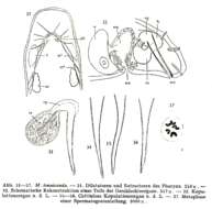 Image of Macrostomum tenuicauda Luther 1947