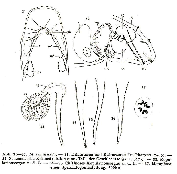 Image of Macrostomum tenuicauda Luther 1947