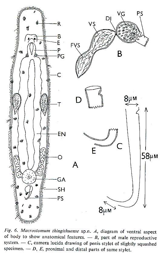 Image of Macrostomum thingithuense Young 1976