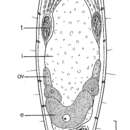 Image de Macrostomum troubadicus Schmidt & Sopott-Ehlers 1976