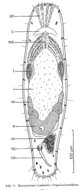 Sivun Macrostomum troubadicus Schmidt & Sopott-Ehlers 1976 kuva