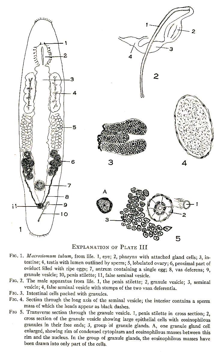 Image of Macrostomum tuba Graff 1882