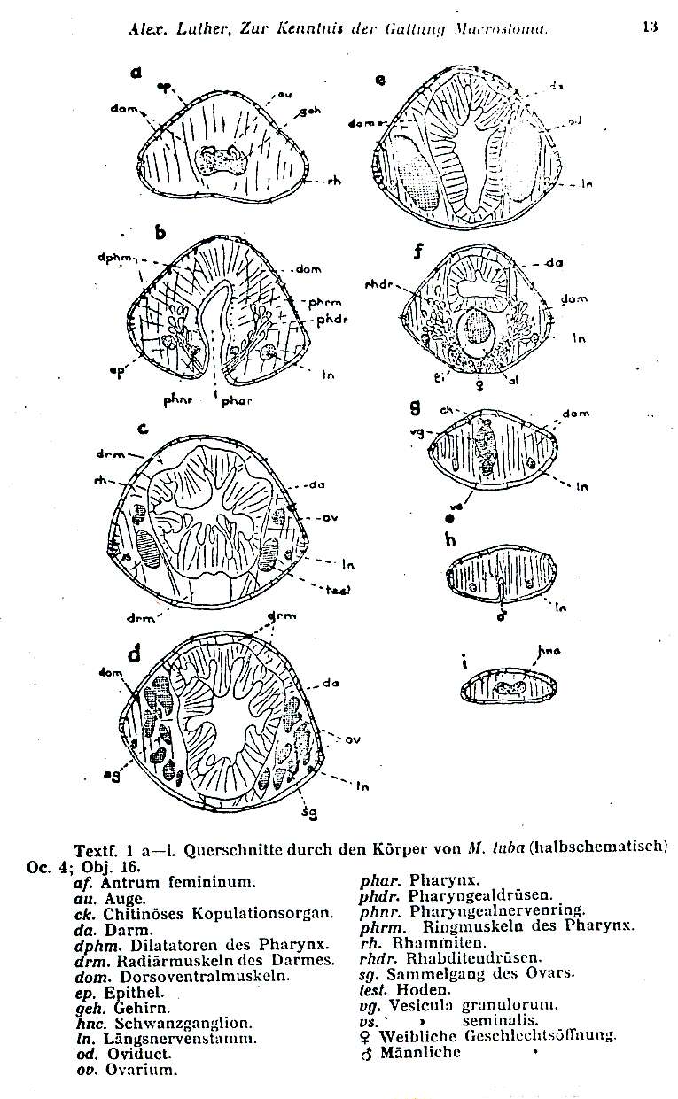 Image of Macrostomum tuba Graff 1882