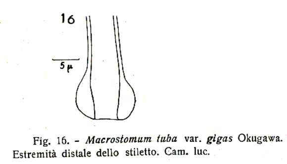 Image of Macrostomum tuba Graff 1882